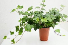 植物冠層分析儀如何使用？