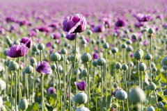 土壤養(yǎng)分檢測(cè)儀改善土壤質(zhì)量，讓花卉長(zhǎng)的更旺