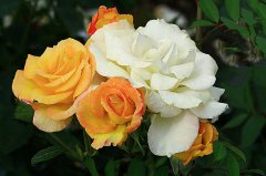 月季種植，土壤養(yǎng)分檢測(cè)儀檢測(cè)可以彌補(bǔ)土壤養(yǎng)
