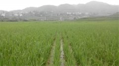 土壤養(yǎng)分速測儀如何分析肥力變化？