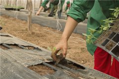 土壤墑情監(jiān)測站在沙漠綠化中有什么作用？